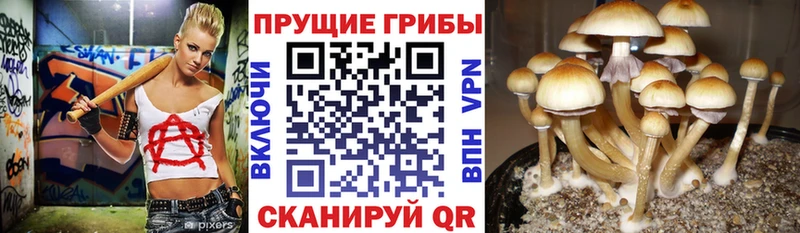 Псилоцибиновые грибы GOLDEN TEACHER  нарко площадка наркотические препараты  Яхрома  цены наркотик  hydra онион 